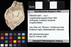 Foto (Objket + Etiketten) von Longodromites angustus (Reuss 1858) 